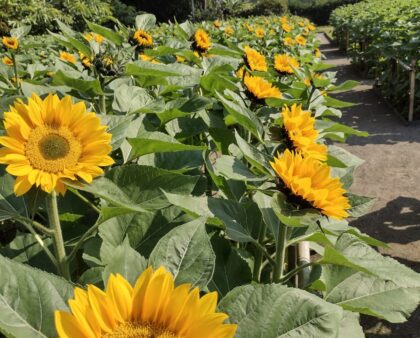 4a Temporada da Florada dos Girassóis em Joinville