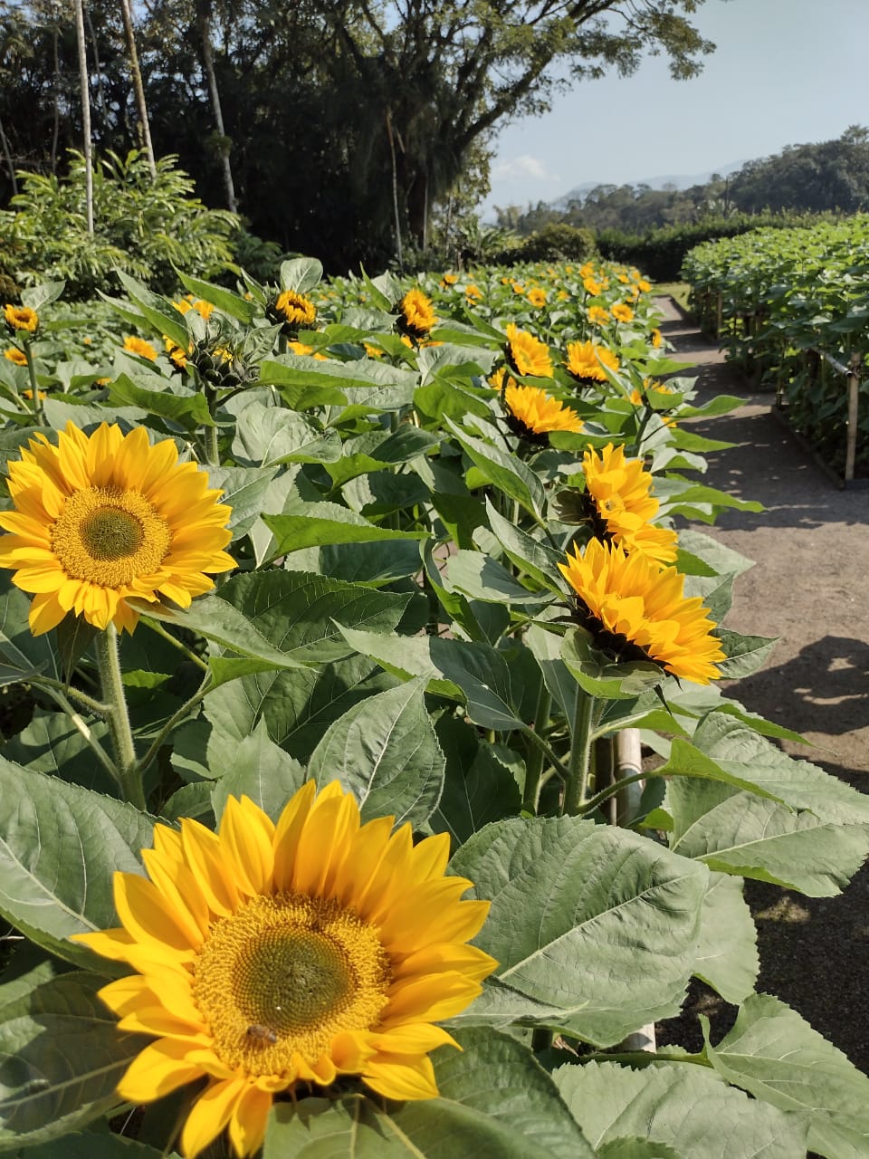 4a Temporada da Florada dos Girassóis em Joinville