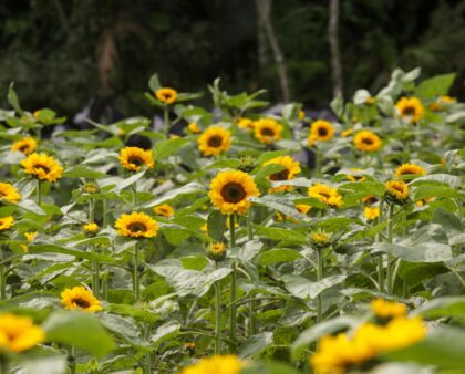 Milhares de Girassóis voltam para encantar em Joinville